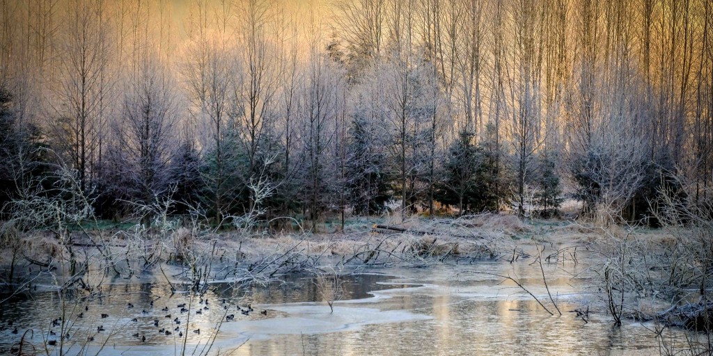kingcountyparks's tweet photo. Happy #WinterSolstice, folks! ☃️ We hope you can take in nature in its winter splendor today. The days will start to get longer again now!

(Clockwise from top left)
🗻 Tanner Landing Park
❄️ Chinook Bend Natural Area
⛄ Cougar Mountain Regional Wildland Park
🧊 Preston Mill Park https://t.co/PEqB5Bv21n