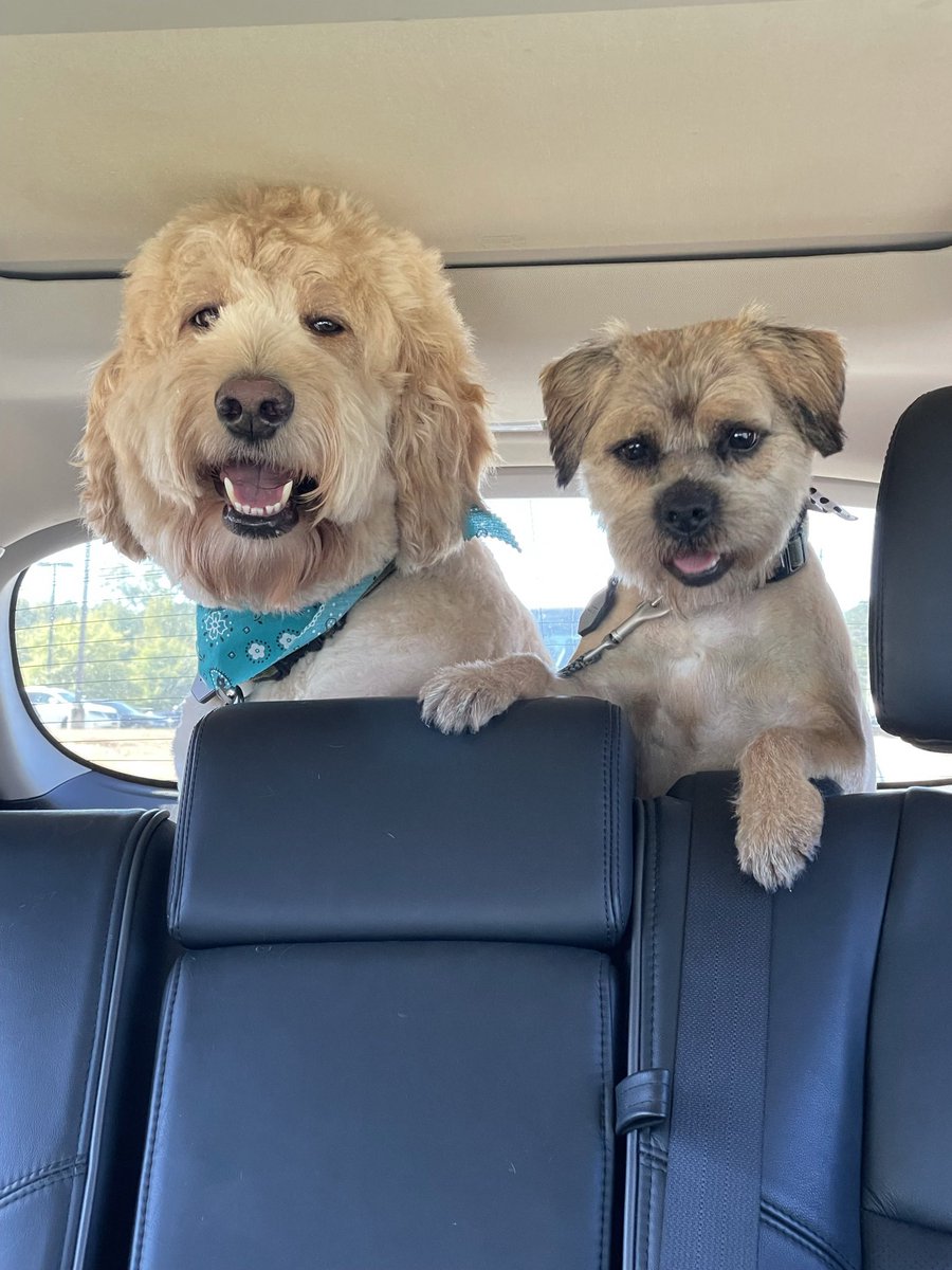 LAHolley's tweet photo. @MarshallRamsey happy birthday from a fellow Mississippi border terrier and his doodle brother! https://t.co/hNr4C9V5EM