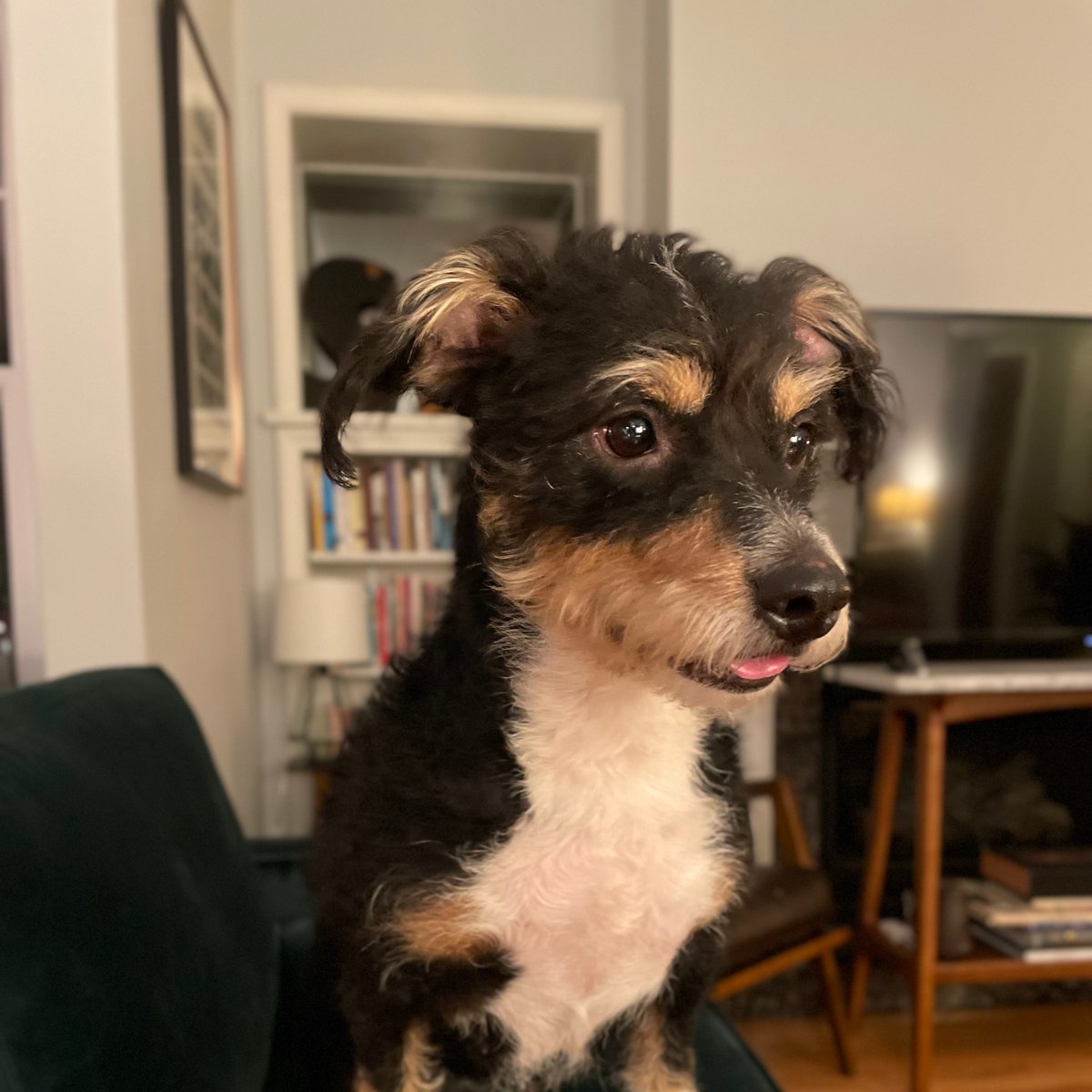 That's a wrap on <a href="/SilphGG/">Silph Arena</a> #Factions cycle 2. Bad news: <a href="/pvpstars/">Chicago Stars</a> finished with a 💩 record in NA Diamond. Good news: We're still in Diamond, our neighbors <a href="/evanstonks/">Evanstonks</a> will be rejoining us, and my teammate <a href="/burnobus7337/">Brendan</a> adopted my foster dog. I'd say that's a pretty good deal!