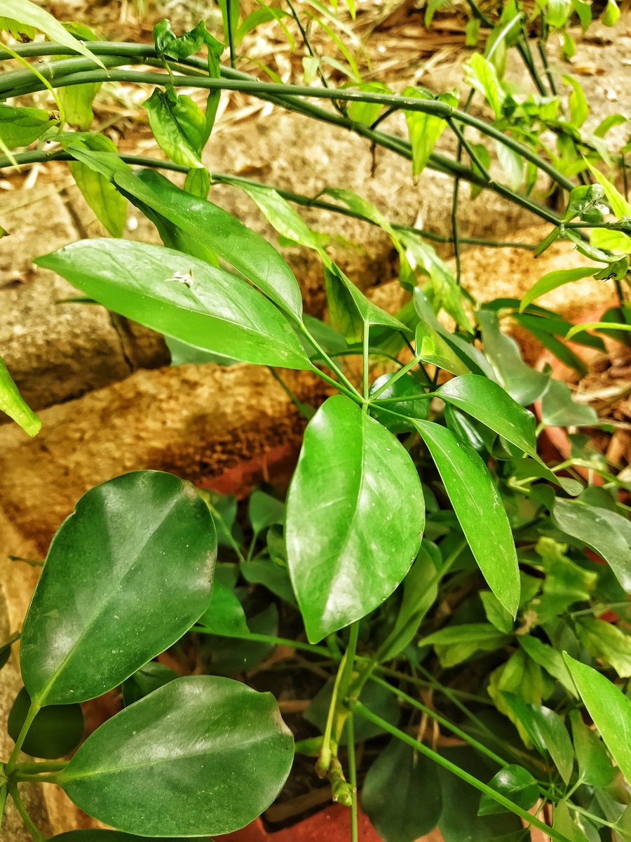 alpha_square890's tweet photo. Exploring 💚

#nature #NaturePhotography #NatureBeauty #newjourney #Happiness #lovelife https://t.co/xD8L6521aK