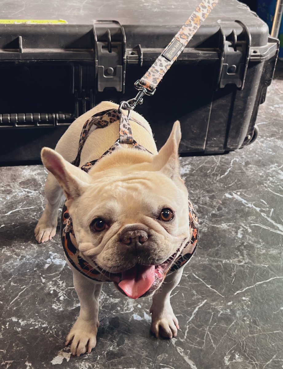 This is Yoda. She’s cute, right? You know what makes Yoda happy? When you give gifts like the 2022 Punch Card to your fave music lover. 🎫 
You should get one before they are gone. Make Yoda happy. 
👉 blacksheeprocks.com