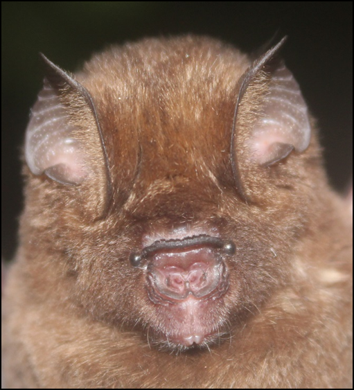 I’ve got brownish fur. But I could also come in orange! I am Hipposideros ruber, Noak's leaf-nosed bat 👉 smacon-africa.org/bigbatnews #bigbatnews @irorotanshi @benrousette @givebatsabreak @_BCT_