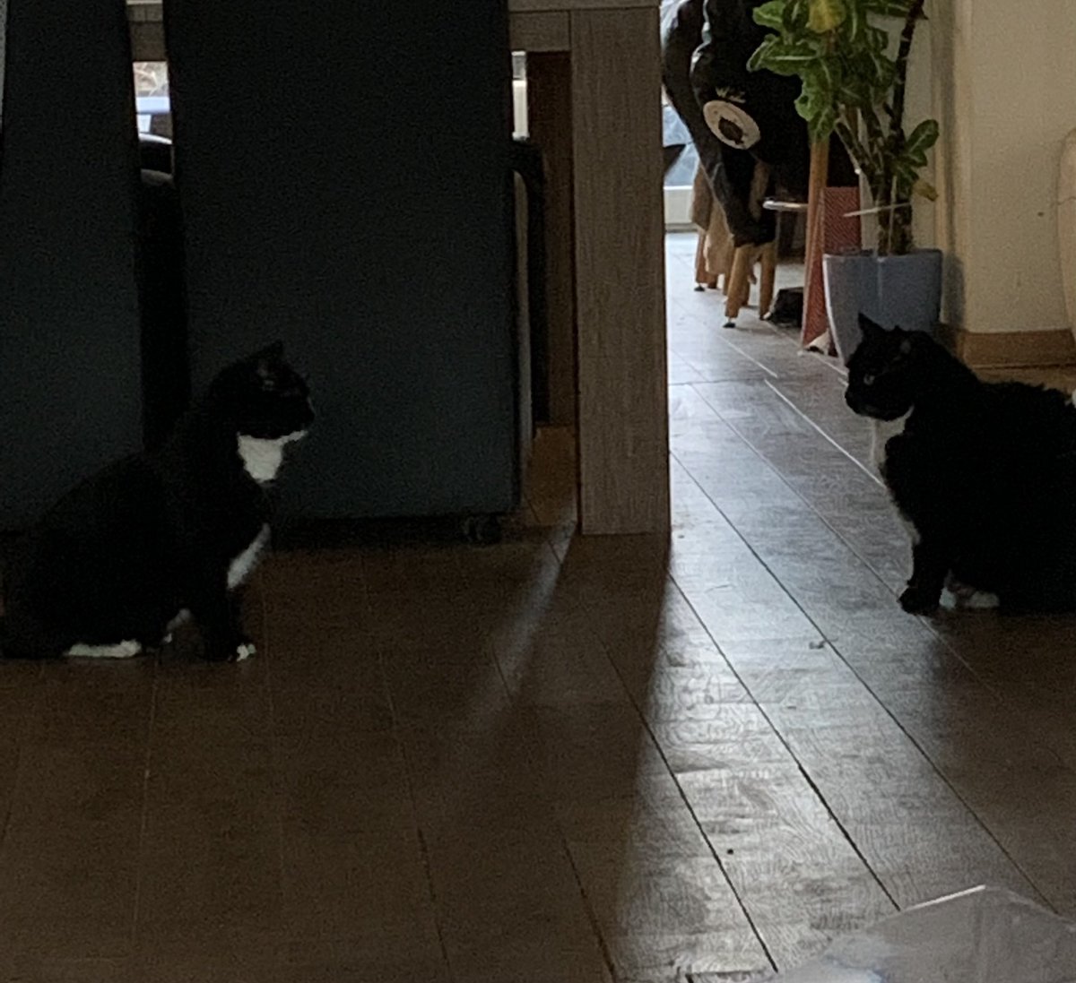nellekethecat's tweet photo. time for war https://t.co/UZe5byvP8O