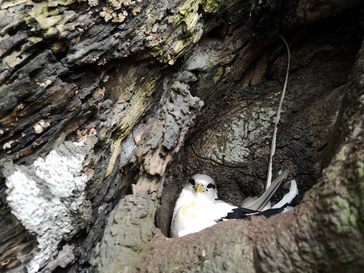 So far we found 20 nests of this beautiful #tropicbirds in #Principe. Most birds just start to lay or are on egg, but some have a small chick or even a fledgling showing they possibly breed year-round. Today <a href="/ninamarinarocha/">Nina da Rocha</a> found this gorgeous nest 😍😍  <a href="/FundaPrincipe/">Fundação Príncipe</a> #seabirds