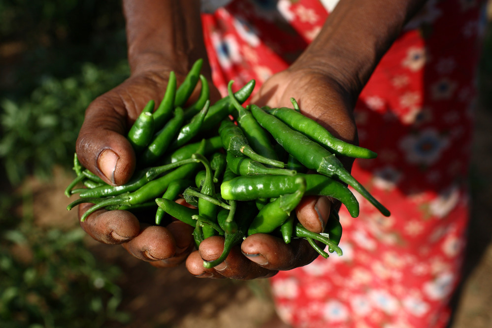 leFIDA's tweet photo. Les petits exploitants agricoles🌱 produisent 60 à 80% des denrées alimentaires 🌾🍚🌽 dans les pays en développement.

Nos projets les aident à accroître leurs rendements.

En savoir plus https://t.co/DIFFR0IzKh

#FinancerlAgriculture https://t.co/zsAaDEBbDe