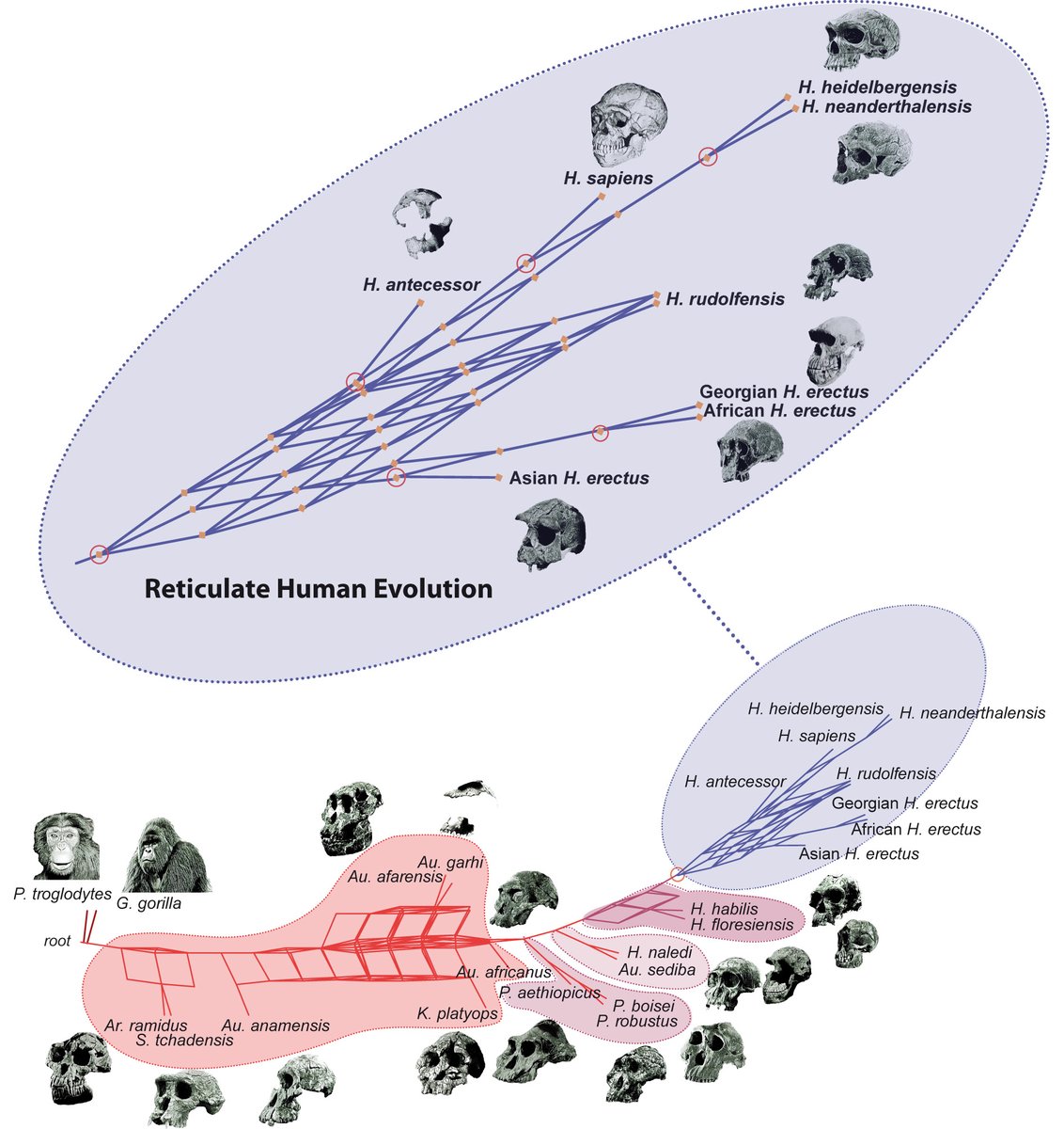 robertosaezm's tweet photo. Qué os parece este modelo evolutivo reticular:
A Phylogenetic Networks perspective on reticulate human evolution https://t.co/djlUPBAS9n https://t.co/LCHxvbkIEJ