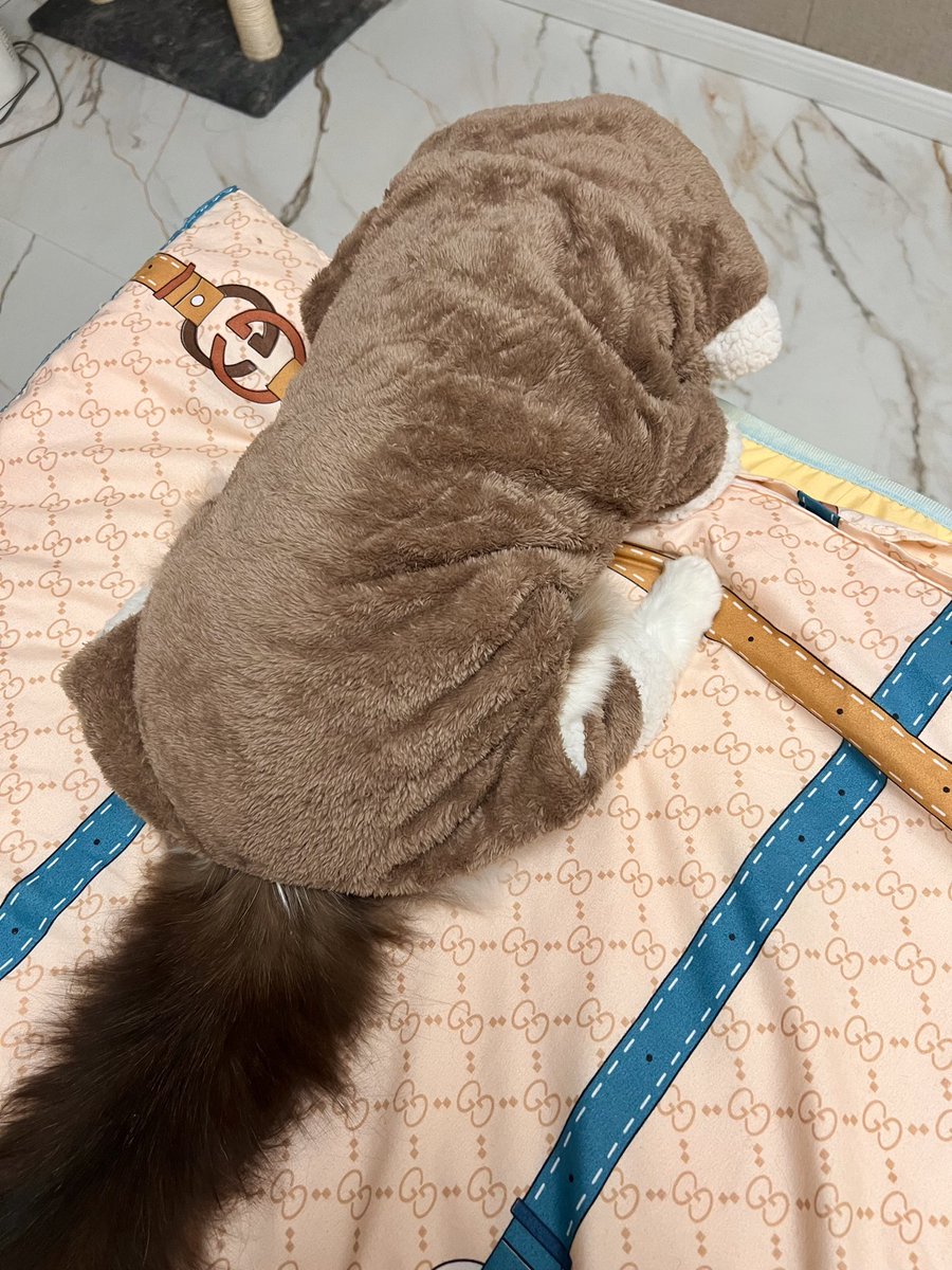 好久没来啦！露个脸。冬至快乐喵🐱