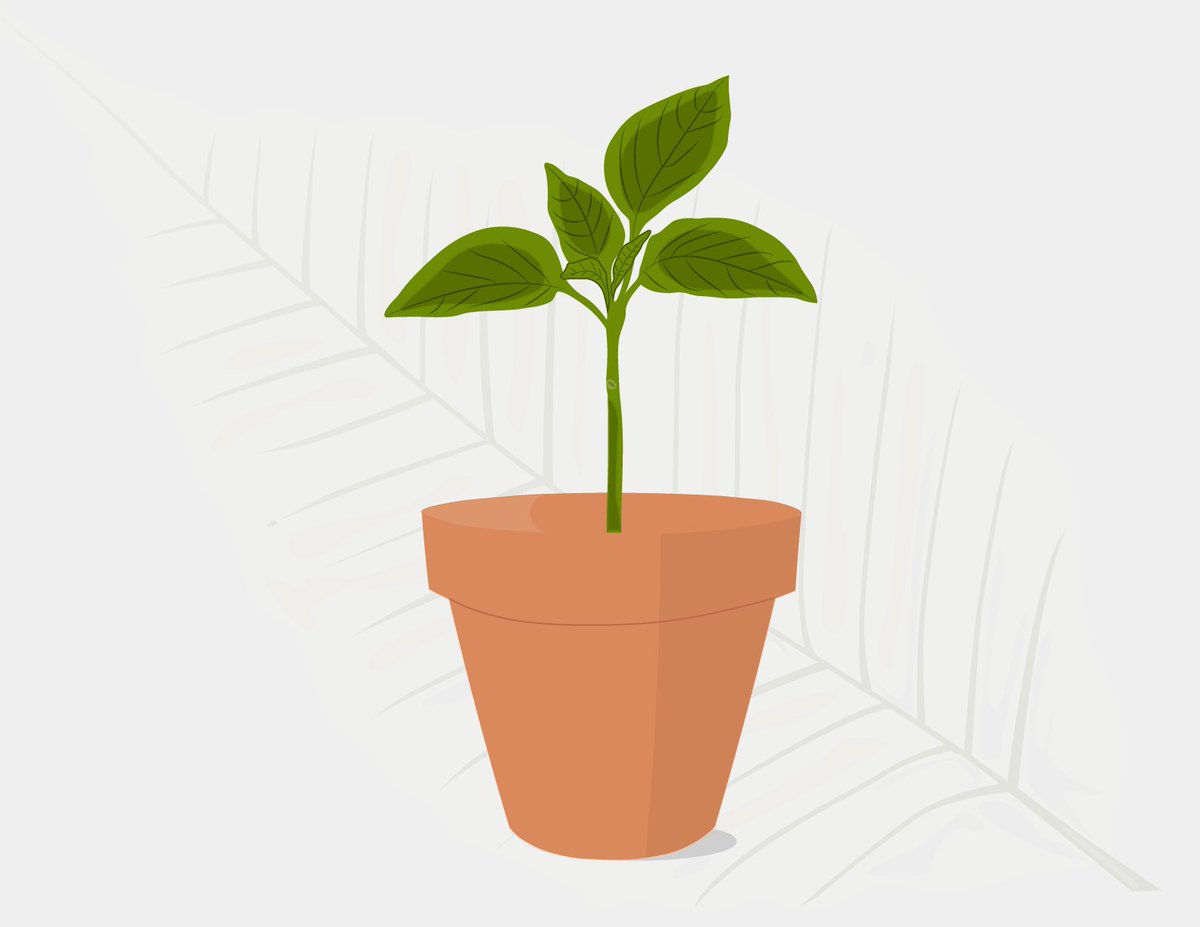 Just listed 🪴 Plants And Pots #1 
0.013ETH (Polygon) 

opensea.io/assets/matic/0…