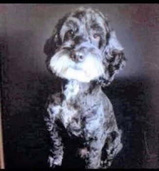 millypod1's tweet photo. π18 DEC 2021 #Lost #ScanMe MAX
Black /White ELDERLY Cockerpoo Male
Ballymacully Road #Killylea #Armagh
#CountyArmagh #NorthernIreland #BT60
Max is on Daily Medication
SIGHTINGS PLZ βοΈ07879813596/ 07780808489
https://t.co/lfVGAHThHQ https://t.co/gP1yYSyn0M