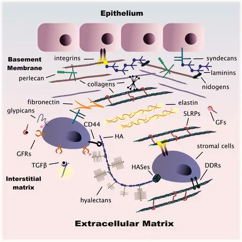 📖A Guide To…
A guide to the composition and functions of the extracellular matrix

buff.ly/3peXuc7

By Nikos Karamanos, Achilleas Theocharis and colleagues @karamanos_nikos @upatras @Uni_Insubria @UniHalle @lunduniversity @WeizmannScience @Unibo 

#extracellularmatrix
