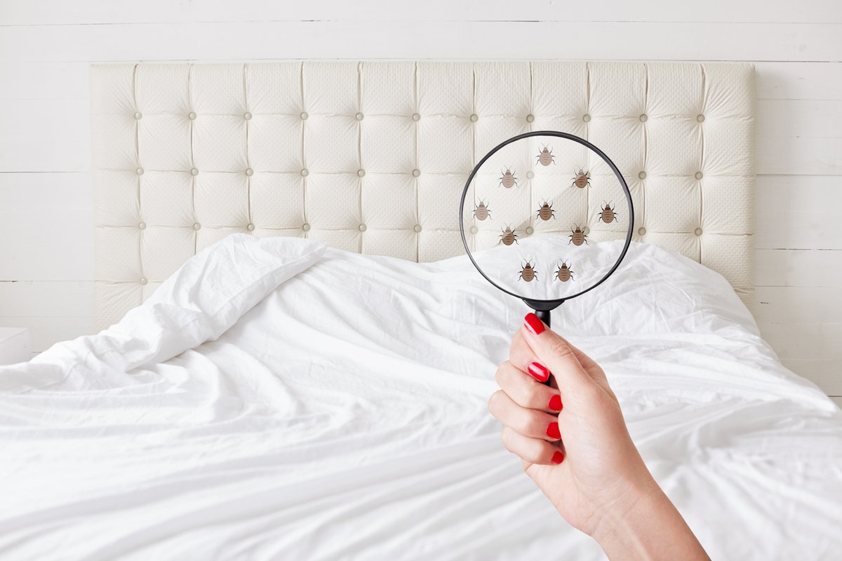 BurnsPest's tweet photo. A bedbug infestation can quickly spread throughout your home if not caught and treated early. Learn more about this elusive pest in this month's blog from Burn's Pest Elimination.

https://t.co/wjp3nkWY7p https://t.co/xhQtkPRFek
