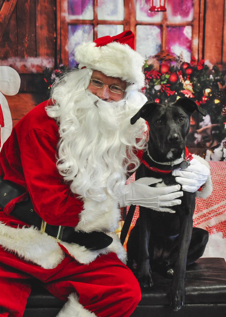 GlobalBeck's tweet photo. First time Santa photos with the kids! 

📷@saskdogrescue #MerryChristmas2021 #FreshBaby #yeg #yxe https://t.co/WWQKBpi18P