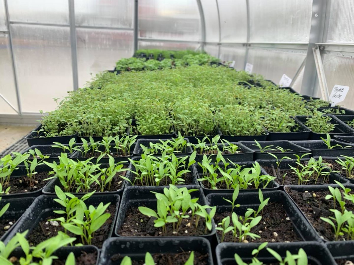 climapod's tweet photo. 💡 “The love of gardening is a seed once sown that never dies.”
Gertrude Jekyll
⠀
🍃 https://t.co/rWp4EvLEWh⠀
#climapod #greenhouse #gardening #gyo https://t.co/h5uy1ud6hr