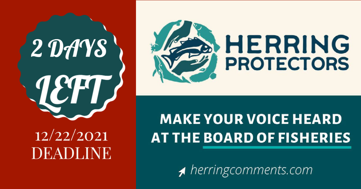 StandUpAK's tweet image. DUE December 22!
Make your voice heart at the Board of Fisheries
go to herringcomments.com

and #ProtectHerring #ProtectOurFish #ProtectOurHerring #NativeLife #AlaskaLife #WaterIsLife #BeesOfTheSeas #ProtectTheOcean #HerringProtectors