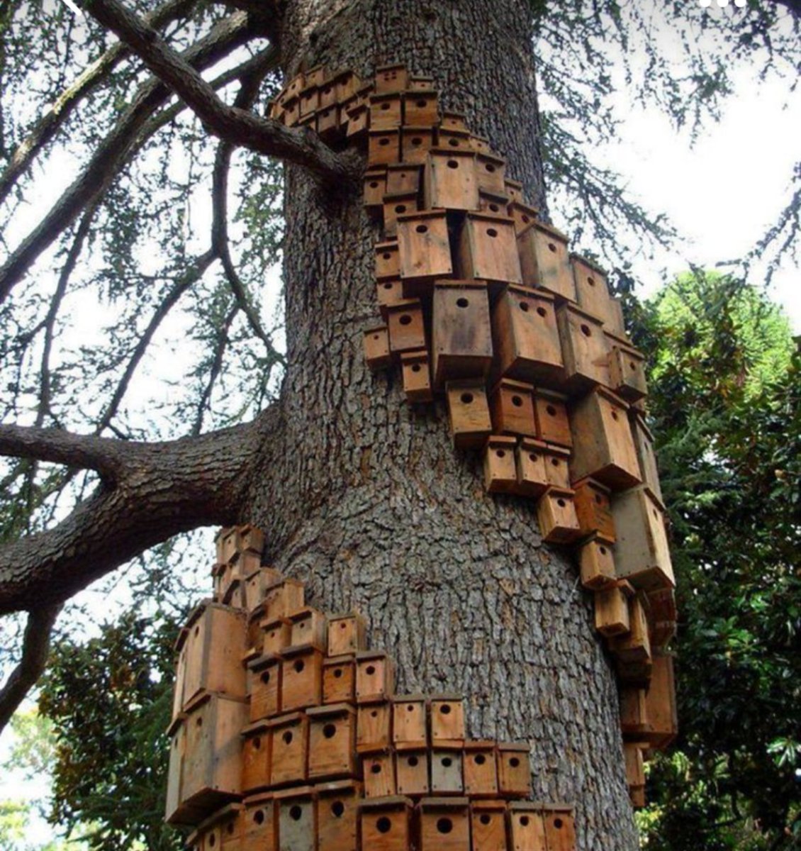 When friends and family question your request for "even more #birdhouses this #Christmas..."
#backyardgoals #birdnerd #tweet