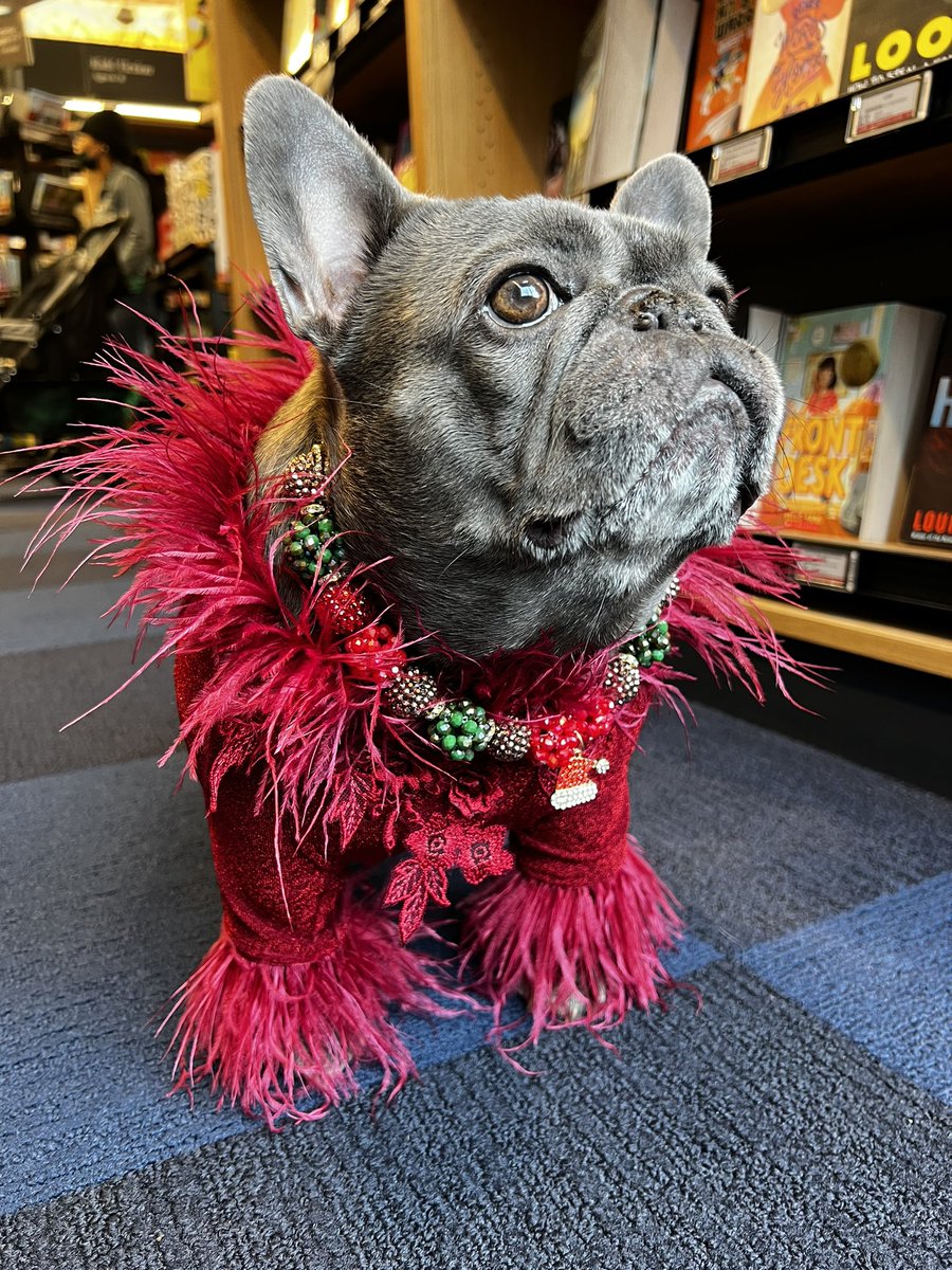 I’m giving away $1000

$500 to a random person and $100 to 5 random people 🤝

Retweet this tweet and follow me then reply with your Cash App and #Izzythefrenchie 

Winners will be chosen this week 🎅🏼🎄