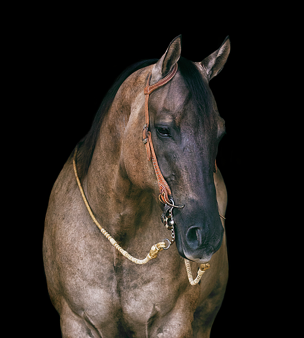 AmberKresge's tweet photo. New artwork for sale! - "American Quarter Horse" - https://t.co/I1mKiZSGdq @fineartamerica https://t.co/IyuGhyATxy
