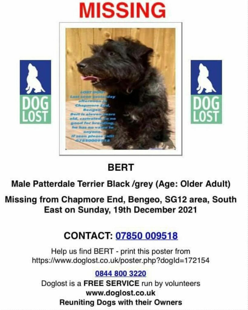 BearImp's tweet image. MISSING DOG - PLEASE KEEP YOUR EYES PEALED FOR BERT, especially around #ChapmoreEnd #Bengeo 
He’s a lovely dog &amp;amp; it would be awesome to get him reunited with him owner. 

Any sightings or info please contact @cardinalflatroofingltd instagr.am/p/CXwR_QXIYNc/