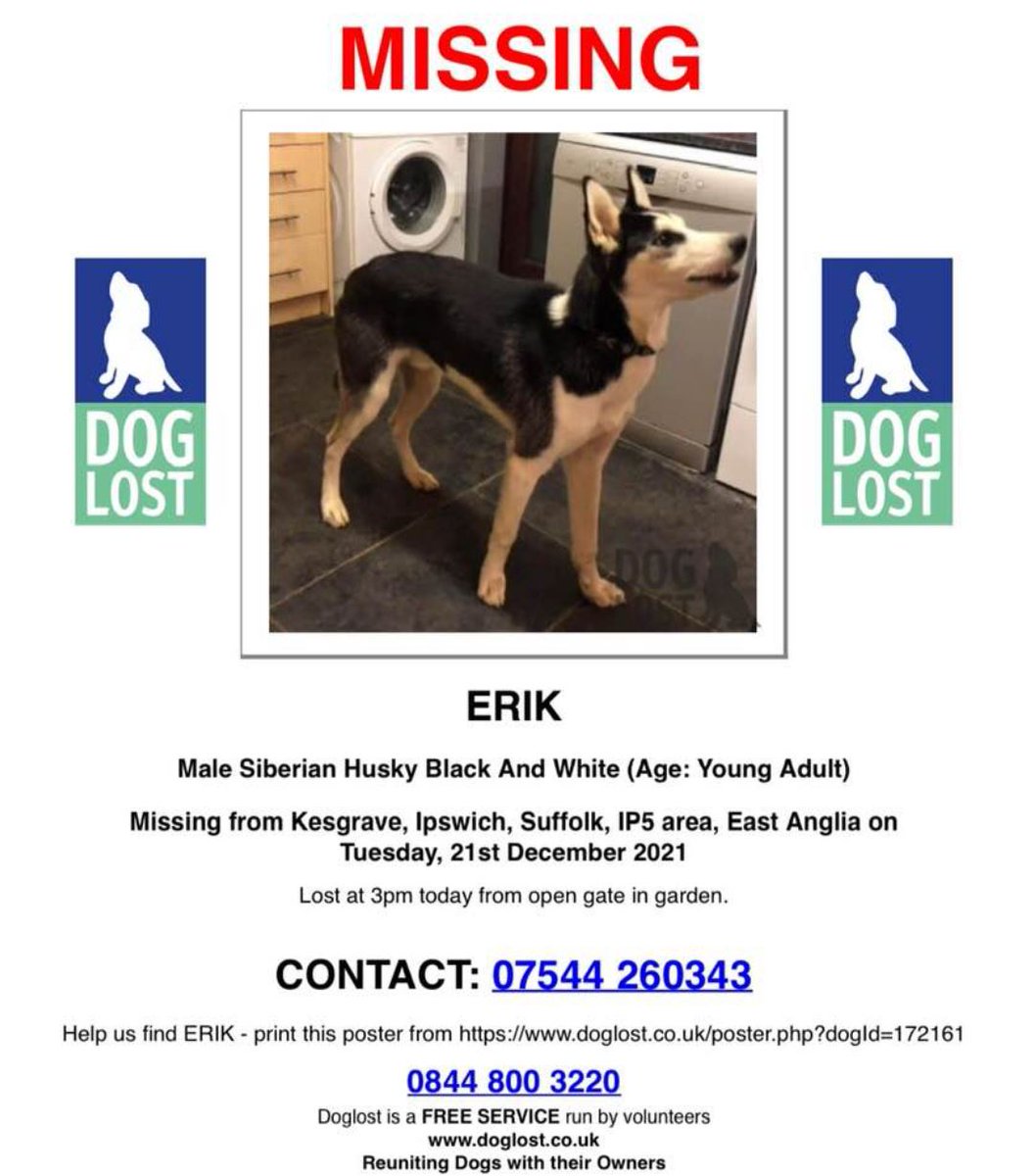 DogLost Norfolk Suffolk & Cambridgeshire tweet media
