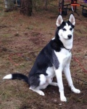 DogLost Norfolk Suffolk & Cambridgeshire tweet media