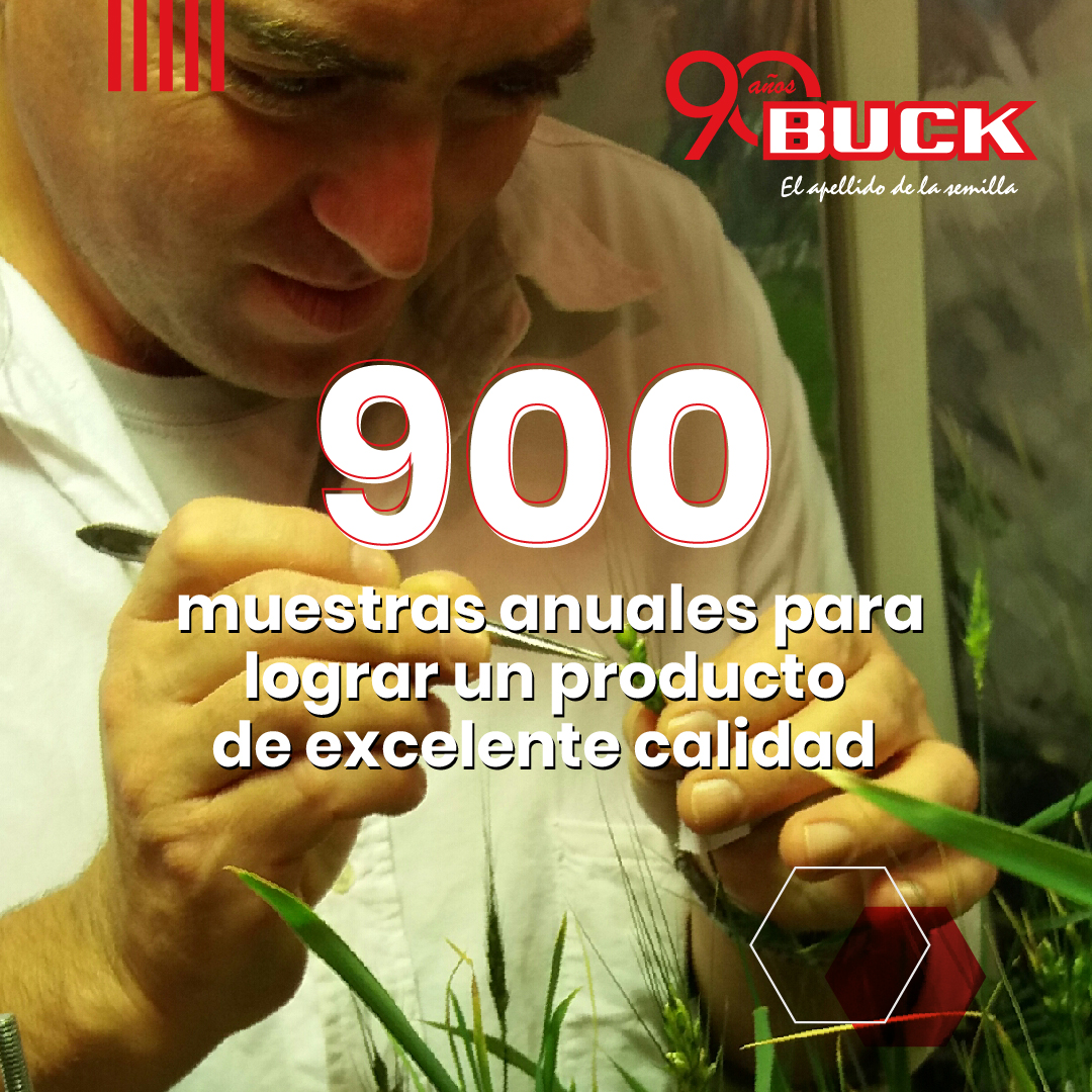 Buck Semillas tweet media
