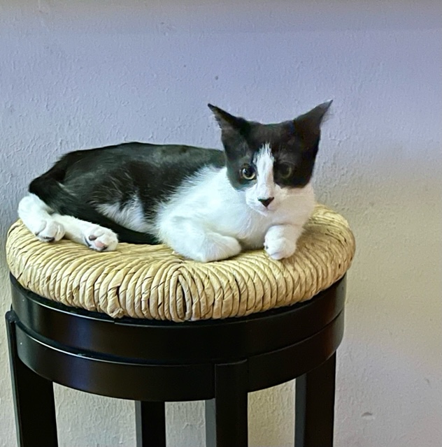 Houston Cares Animal Rescue tweet media