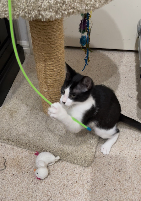 Houston Cares Animal Rescue tweet media