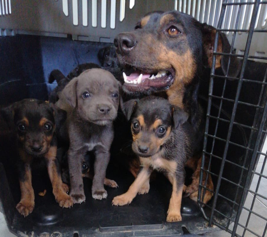 Miren las bellecitas q tenemos en adopción! 😍 adopta@fundacionsuyai.cl Stgo