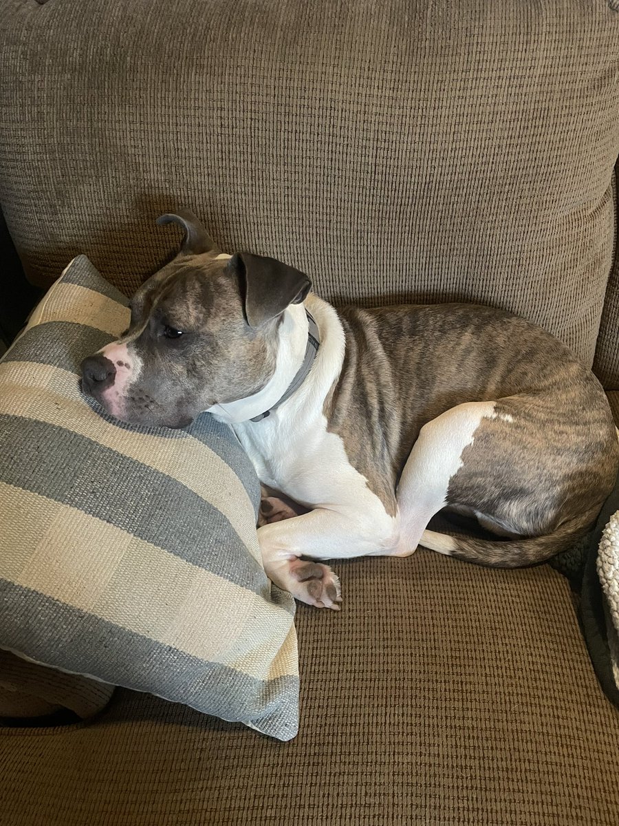 theseangreene's tweet photo. @MattWalshBlog This “deadly beast” is nothing more than an oversized lap dog https://t.co/FPbFN3cI8V