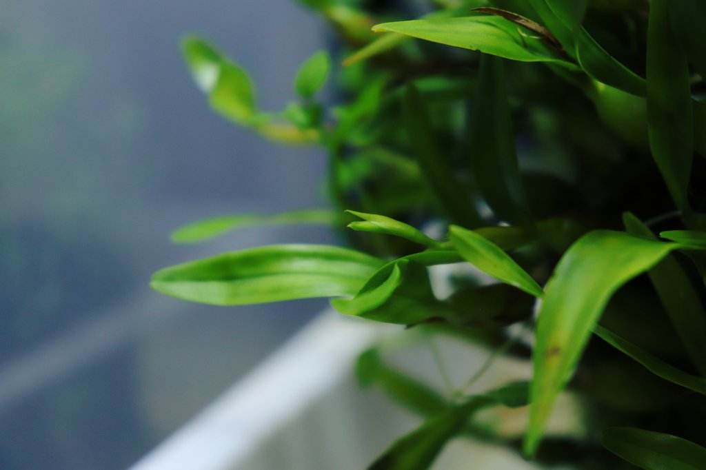 jMHiuiVuQhUAI4G's tweet photo. テラベースのDinema polybulbonが蕾着けてたー!
1日ハッピー!
#ada #terrabase #orchid https://t.co/sf2jLgZGdD
