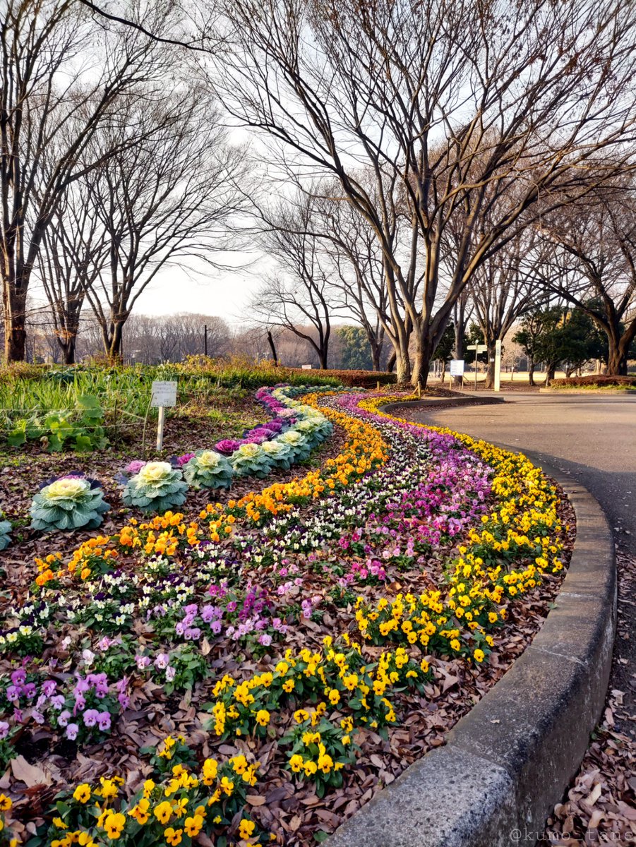 冬仕様の花壇には、落ち葉のぬくもりもあるようです… おはようございます。 穏やかな一日を✨