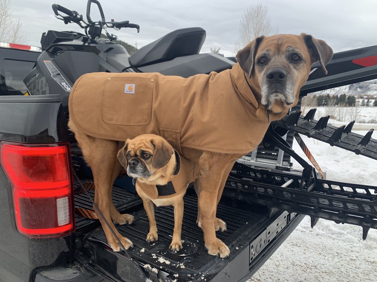TetonCountySAR's tweet photo. On the ninth day of Christmas, it's all smiles with Andrew, Annie, and Cricket. Andrew joined TCSAR this past season as a new volunteer. Annie, the big dog, will ride shotgun on his snowmobile, while little Cricket will ride shotgun on Annie (when Annie is taking a nap). https://t.co/y7IV9JllWK