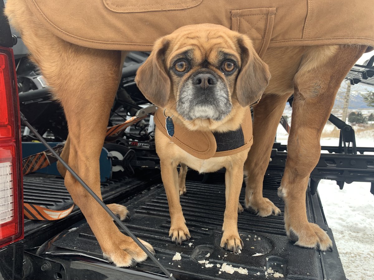 TetonCountySAR's tweet photo. On the ninth day of Christmas, it's all smiles with Andrew, Annie, and Cricket. Andrew joined TCSAR this past season as a new volunteer. Annie, the big dog, will ride shotgun on his snowmobile, while little Cricket will ride shotgun on Annie (when Annie is taking a nap). https://t.co/y7IV9JllWK