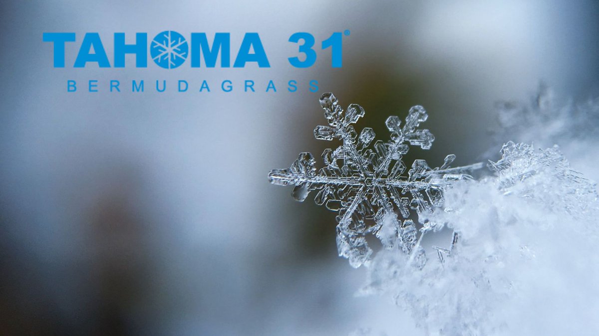 Baby, it's cold outside. But that's OK, if you've got Tahoma 31 Bermudagrass! Merry Christmas and Happy New Year! bit.ly/36KMOGb #TurfTwitter #turfgrass #sodfarm #Tahoma31