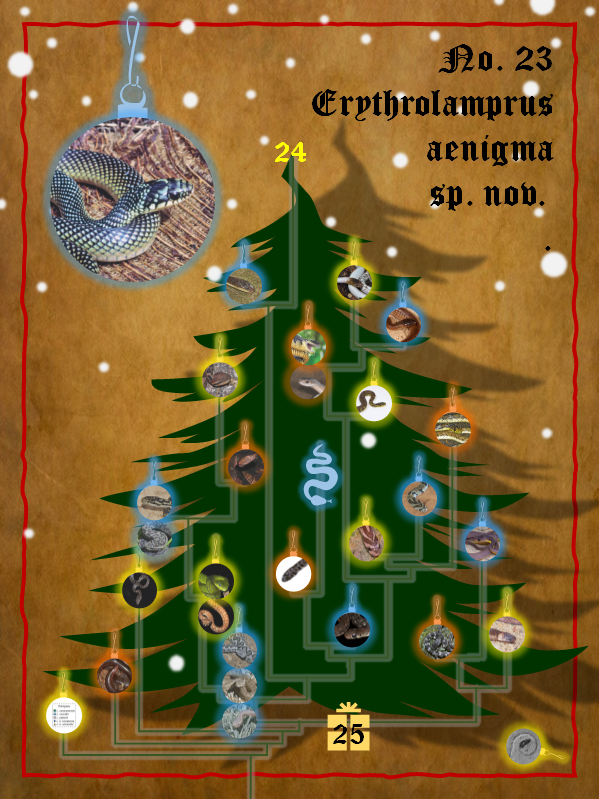 DammMaik's tweet photo. On the Twenty-third day of Christmas
The scientists brought to me
A riddle for the #snaketree …

Erythrolamprus aenigma sp. nov. from Northern Amazonia; interestingly without DOI

Entiauspe-Neto et al. 2021_05_15
https://t.co/TzyAINxfdK https://t.co/M2HatwD2qF