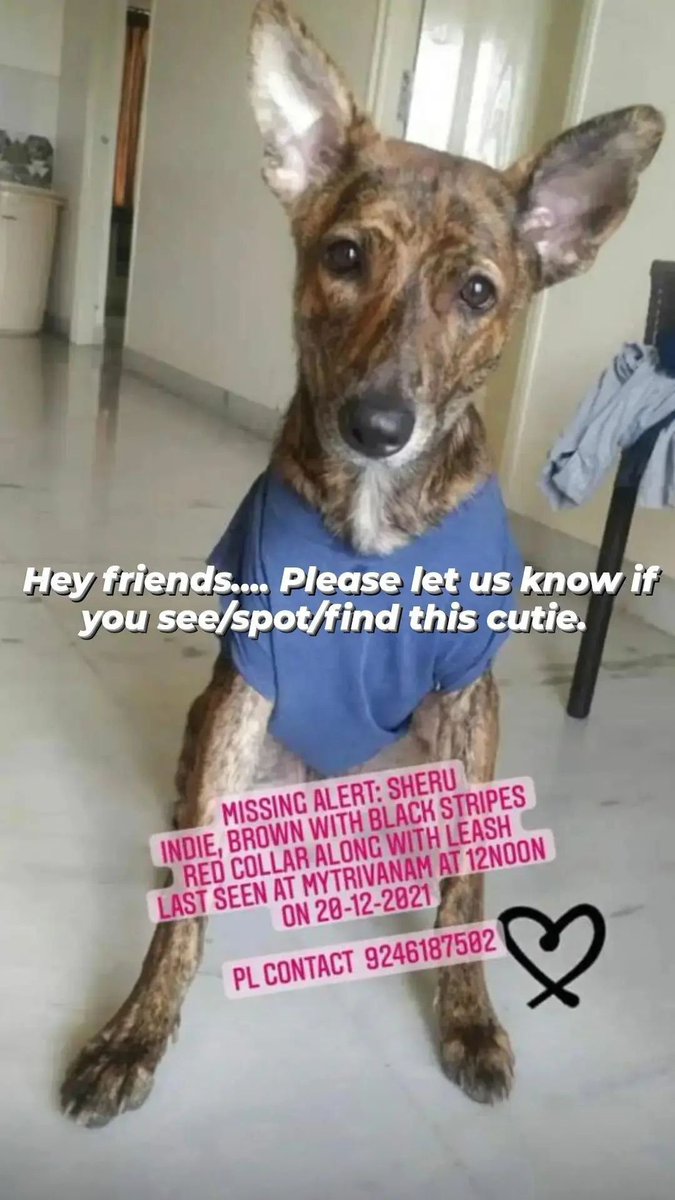 MerrittNatasha's tweet photo. #MissingDog #Hyderabad https://t.co/Iiu5y2XHj3