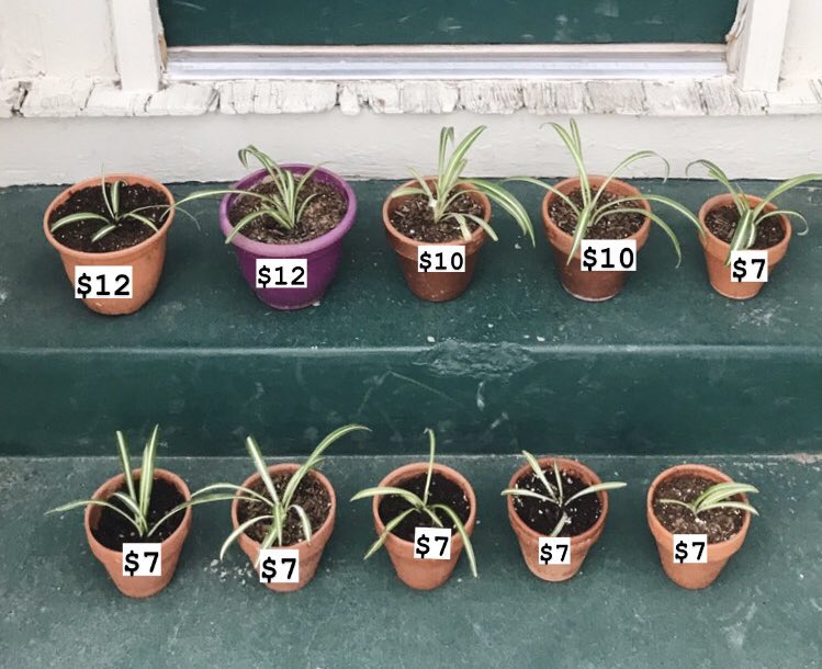 kimpschneider's tweet photo. It’s that time of year again! 🌱 10 spider plants are ready to go for your last-minute gift needs, for others or yourself! lmk what one you want &amp; Venmo kimpschneider to claim, or cash on pickup works too - I’ll be around this week for local #abq pickups &amp; potential deliveries 📦 https://t.co/UL16tdpTMc
