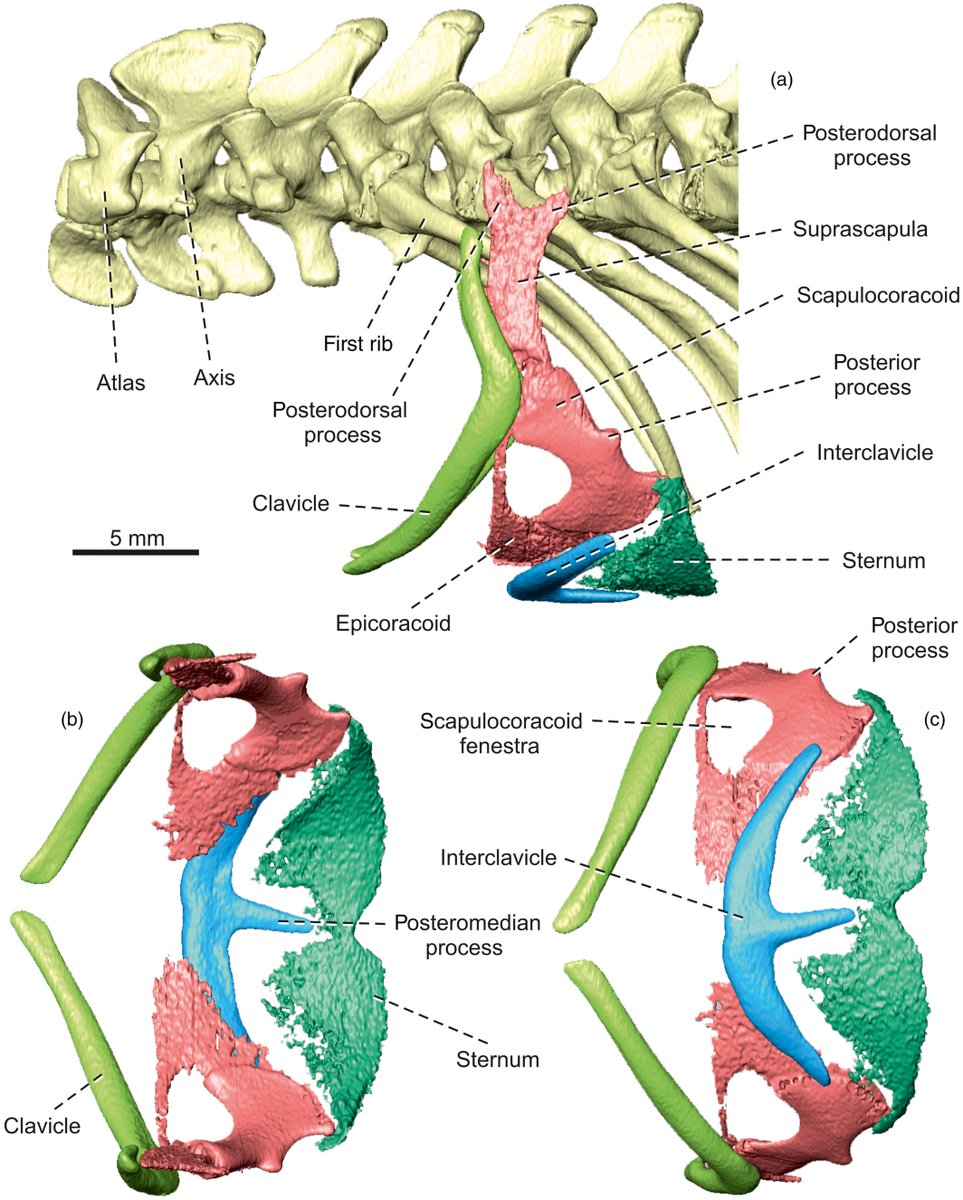 AnatRecord's tweet photo. New research on hindlimb limb loss in glass lizards and other related taxa (Anguinae) by Jozef Klembara et al.:
https://t.co/SfDwudNXaO
#anatomy #lizard #lizards #anguidae #hindlimb #development #ontogeny #limbloss #morphology #pseudopus #osteology https://t.co/lj6UKJrLiV