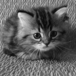 (｡•́︿•̀｡)