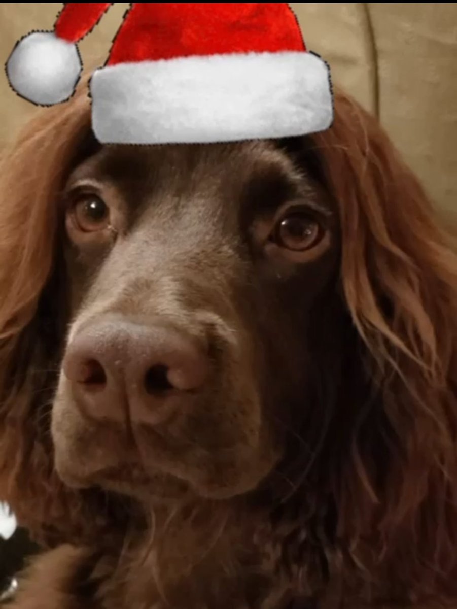RavenstoneHugo's tweet photo. Merry Christmas everyone, have a lovely holiday https://t.co/wm4yXEfKEr