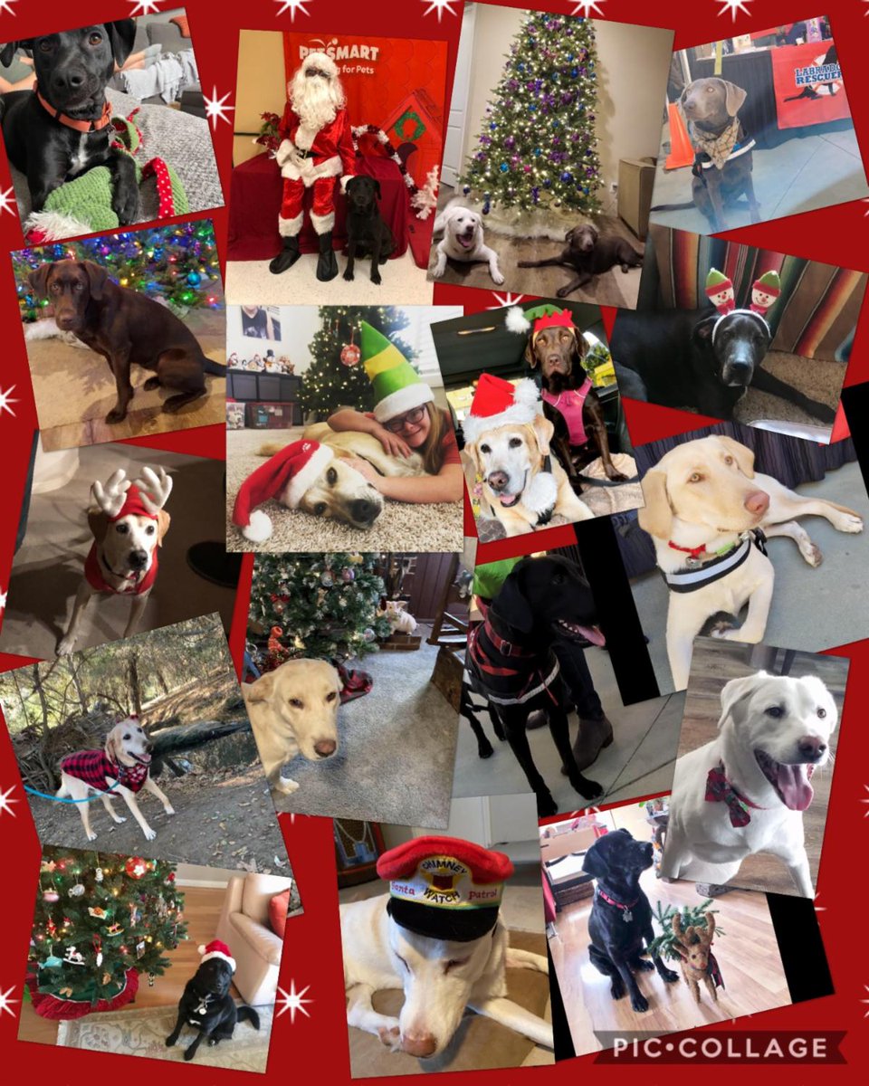 LabRescuersSD's tweet image. All of us at Labrador Rescuers wish you and yours Happy Howlidays!
