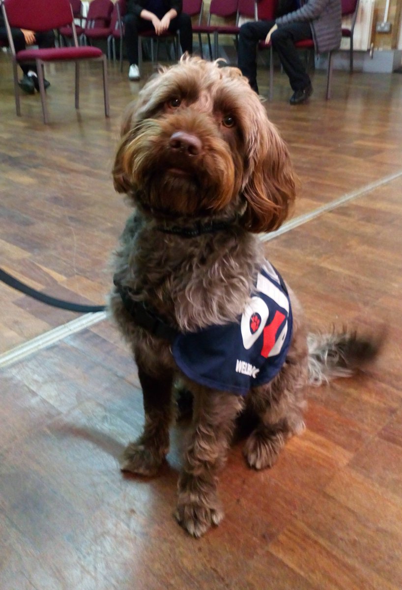 PoliceEport's tweet photo. It was the last cadets session before Christmas today and Harley the Cheshire Police Wellbeing dog came by to wish everyone a Merry Christmas!! Merry Christmas everyone, from Harley. #CheshirePolice https://t.co/RWqny0RwNv