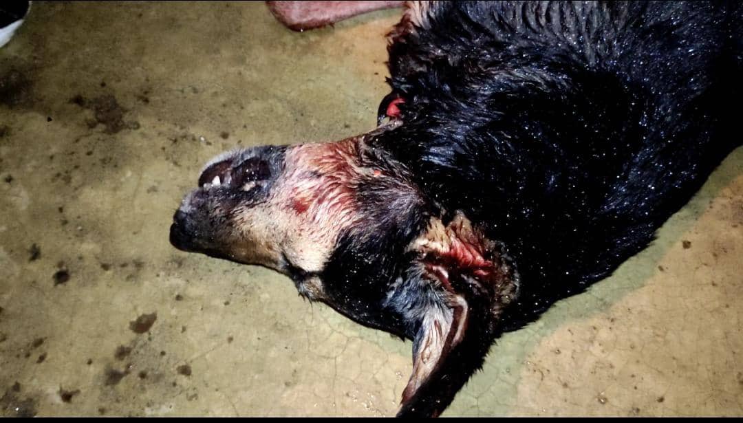 TarekWiliamSaab's tweet photo. #DETENIDO en Lara el sujeto Peraza Lirme José quien causó 2 heridas mortales con un arma blanca (machete) a la mascota de su vecino: alegando que este se peleó con su perro y en venganza lo mató: Delitos #Imputados 
Daño a animal ajeno, Maltrato animal, Justicia por mano propia https://t.co/QCb11Ob1tp