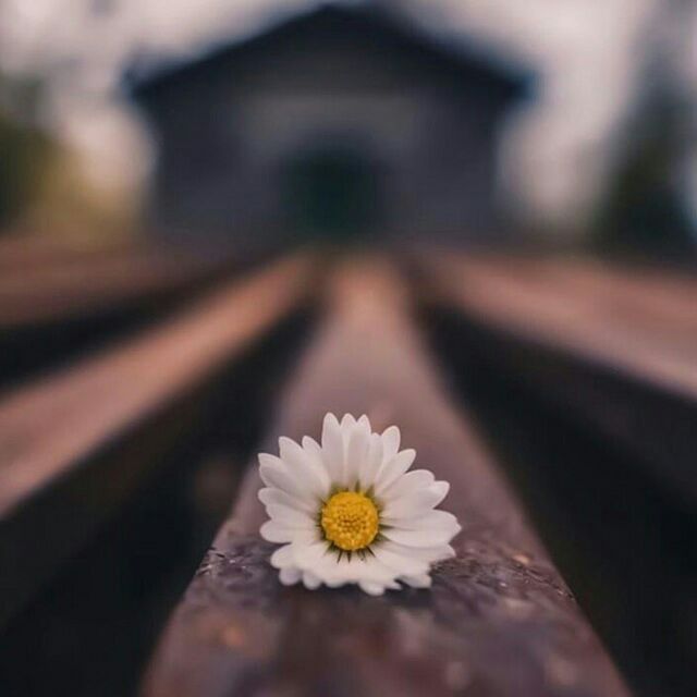 وغرستُ حُبّك في الفؤادِ وكلّما
مضت السنينُ أراهُ دوماً يُزهِرُ ..!