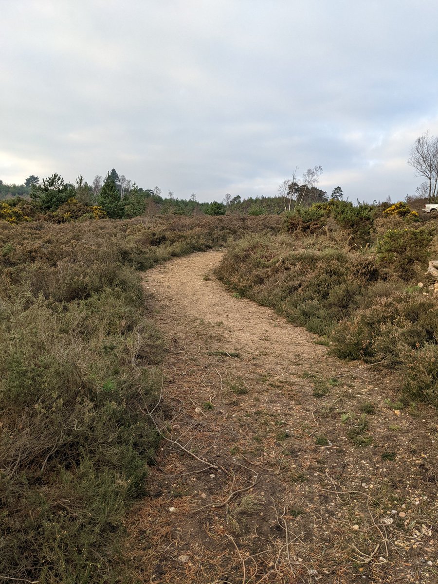 LucasParham94's tweet photo. Joint volunteer Christmas work party with Amphibian and reptiles conservation trust out on Ash ranges to clear Scots pine that's overshadowing the sand lizard and smooth snakes scrapes to enhance this habitat ready for breeding season next year 💪 Big area cleared with great vols https://t.co/sgsWpl3Rz4