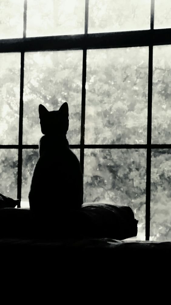 Missing you.......❤️

#CatsOfTwitter #CatsLover #cats