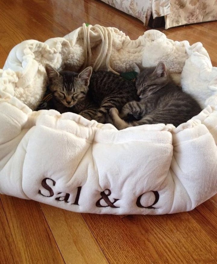 <a href="/BQQuinn/">Brian Quinn</a> Speaking about fun things to watch. This is so frikn cute! How can <a href="/SalVulcano/">Sal Vulcano</a> not like kitties after this?