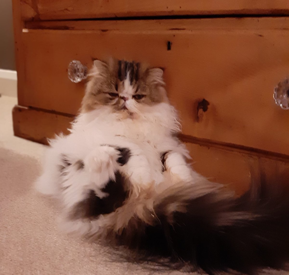 My girlfriends cat comes into the living room every night and sits like this

Each of these pictures are taken on a different evening