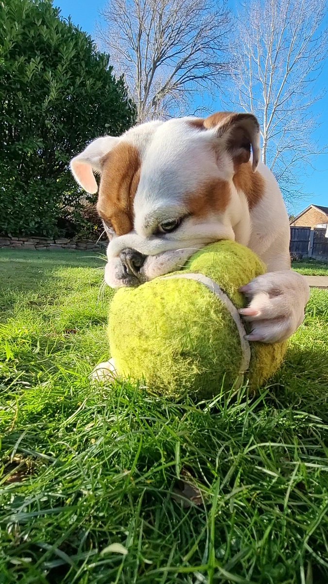 MazeOfNature's tweet photo. I always wanted a dog that I could play fetch with.. Trouble is she never let's go of the ball 🤔#englishbulldog #dog #DogsofTwittter https://t.co/gCneJpbX4v