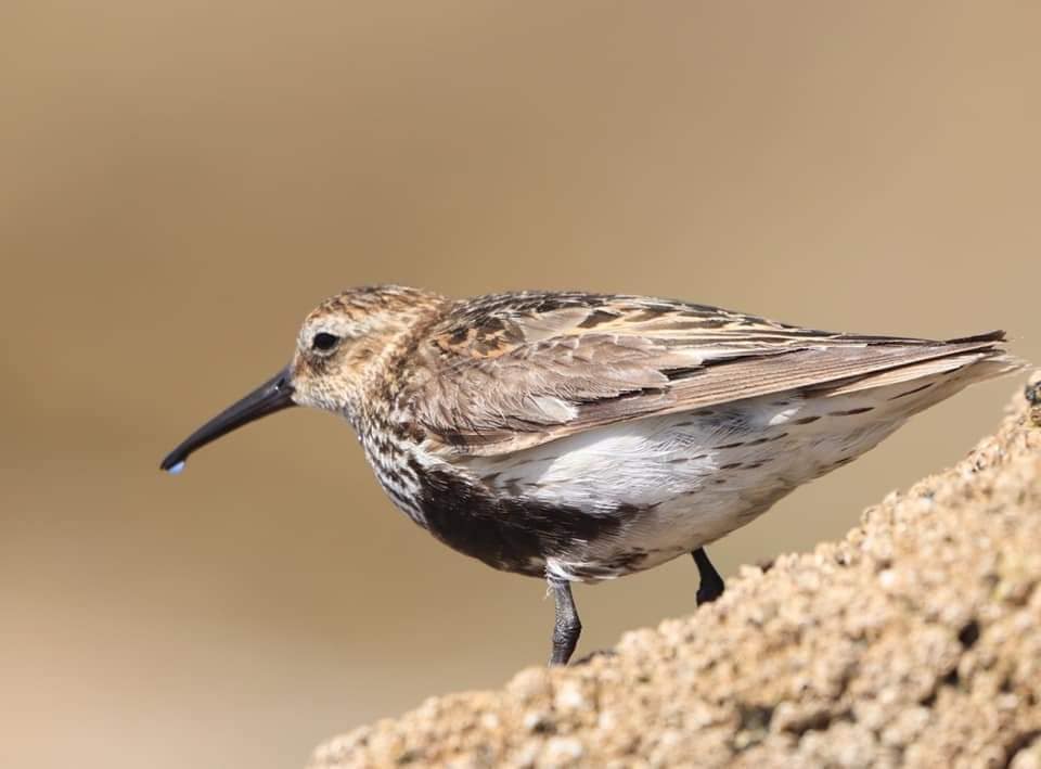 ciesgal's tweet photo. 🌊 O Pilro común (Calidris alpina) é unha ave limícola invernante nas nosas costas.

#NaturezaAtlántica 

📸 Manuel Ángel Agulla Núñez https://t.co/jVBlQ94lwX